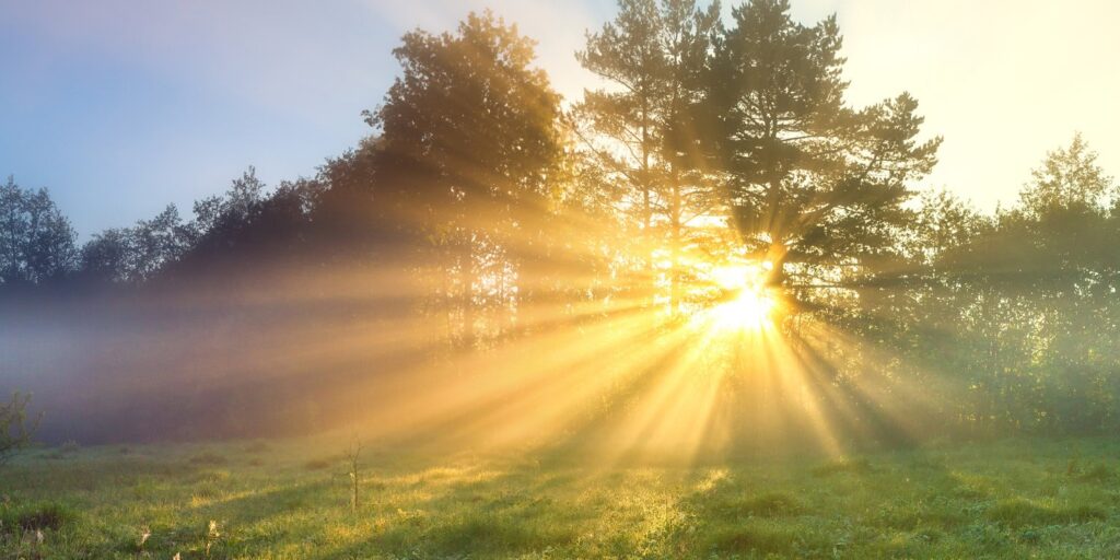 Image of sunlight showing through the trees in a field.
